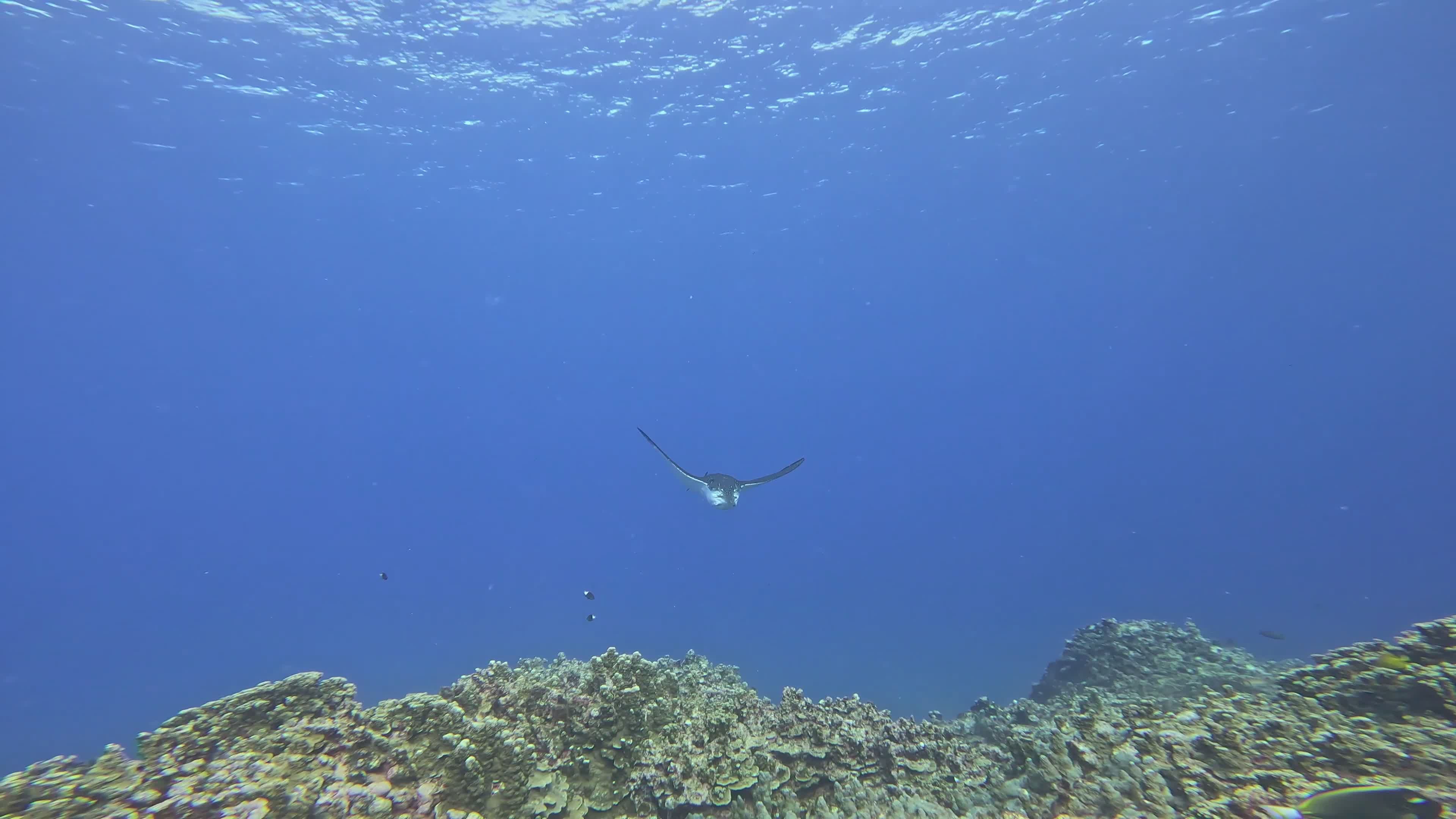 Majestic Manta Ray Gliding Over Coral Reef Free Stock Video Footage ...