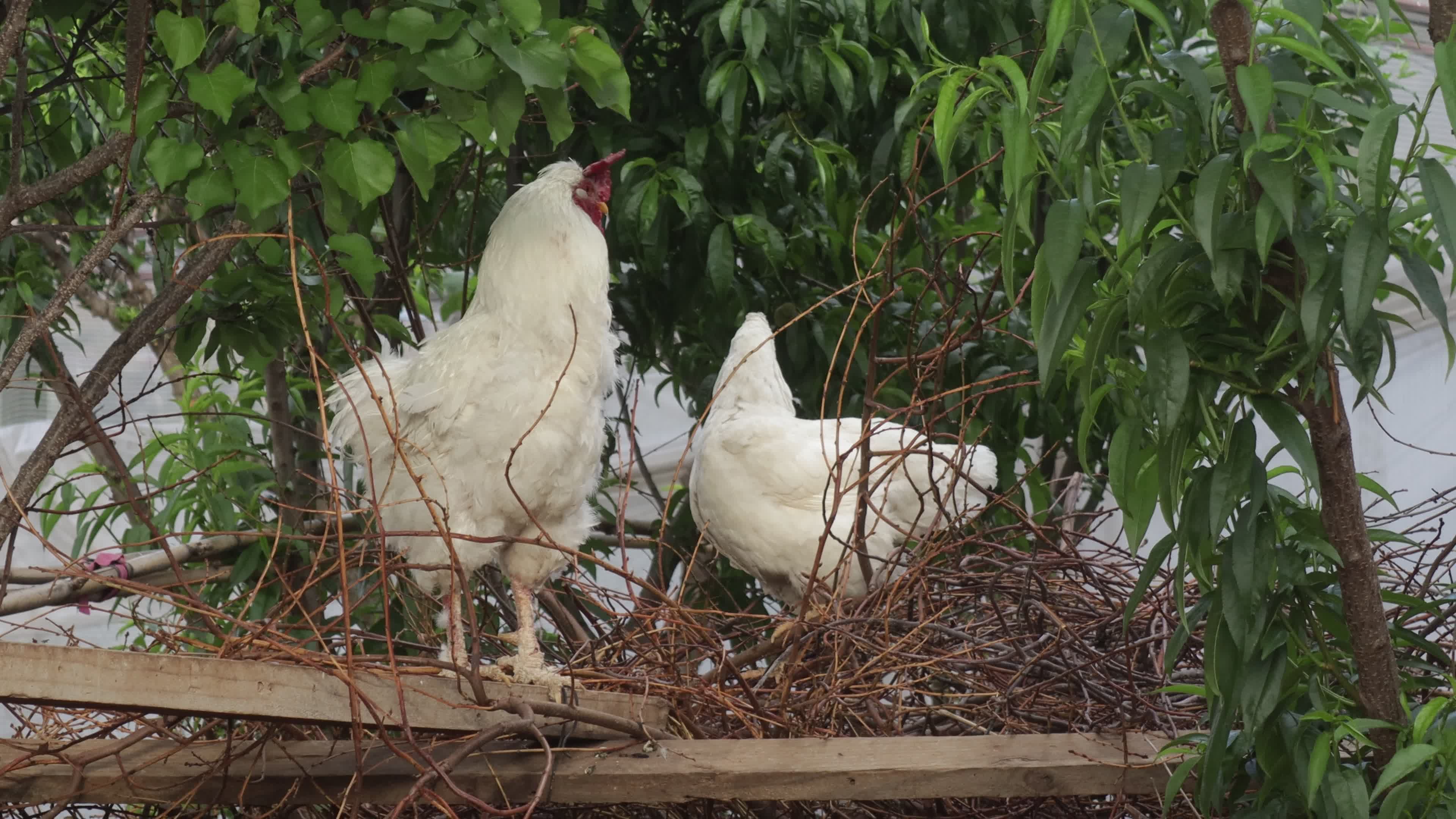 White Chickens in a Rural Farming Setting Free Stock Video Footage ...