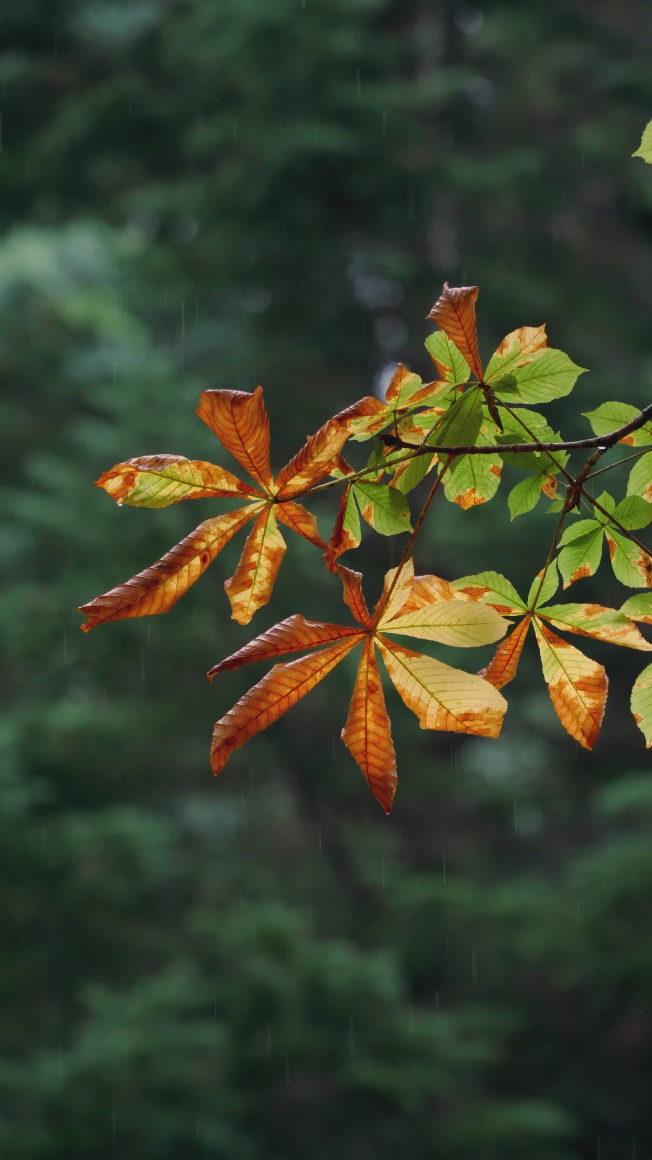 autumn leaves close up in forest setting 34123260 — free pexels stock footage