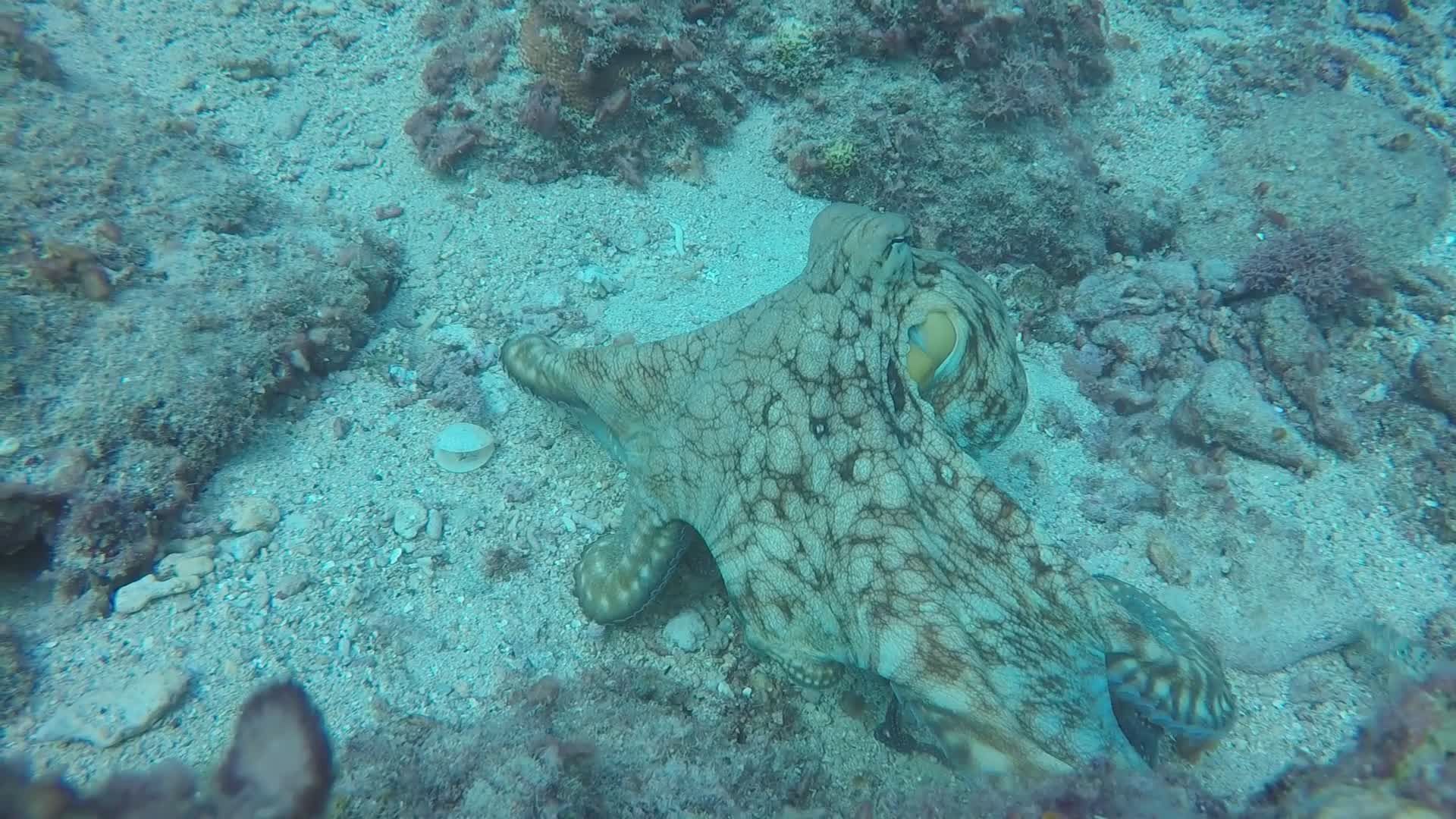 Captivating Underwater Octopus Footage Free Stock Video Footage ...