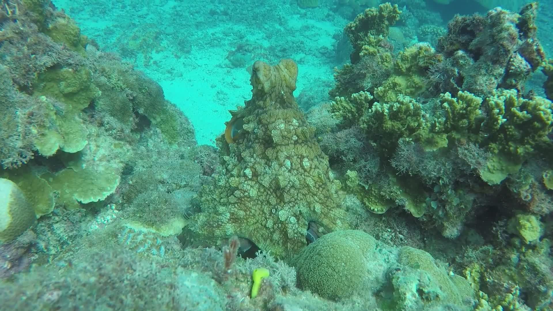 Underwater Camouflaged Octopus in Coral Reef Free Stock Video Footage ...