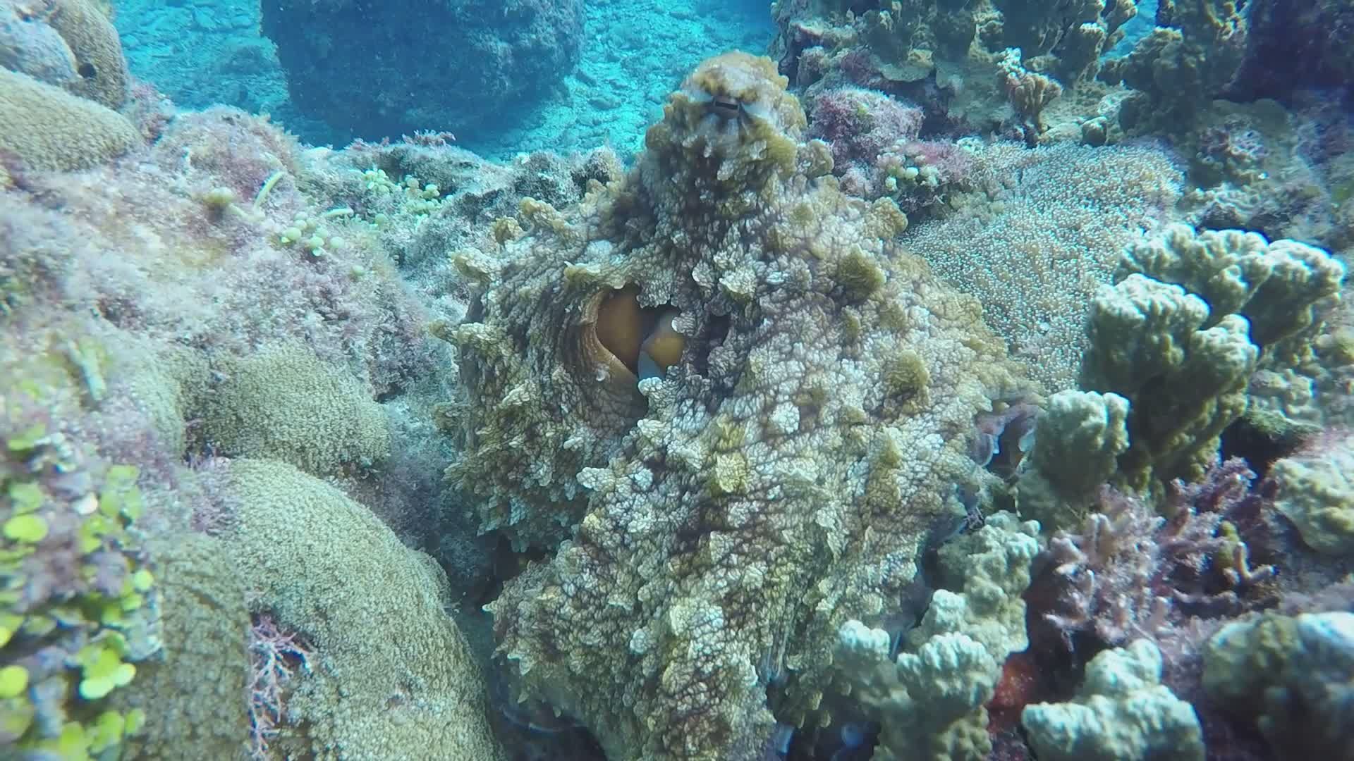 Octopus in Coral Reef Time-lapse Free Stock Video Footage, Royalty-Free ...