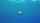 sea turtle