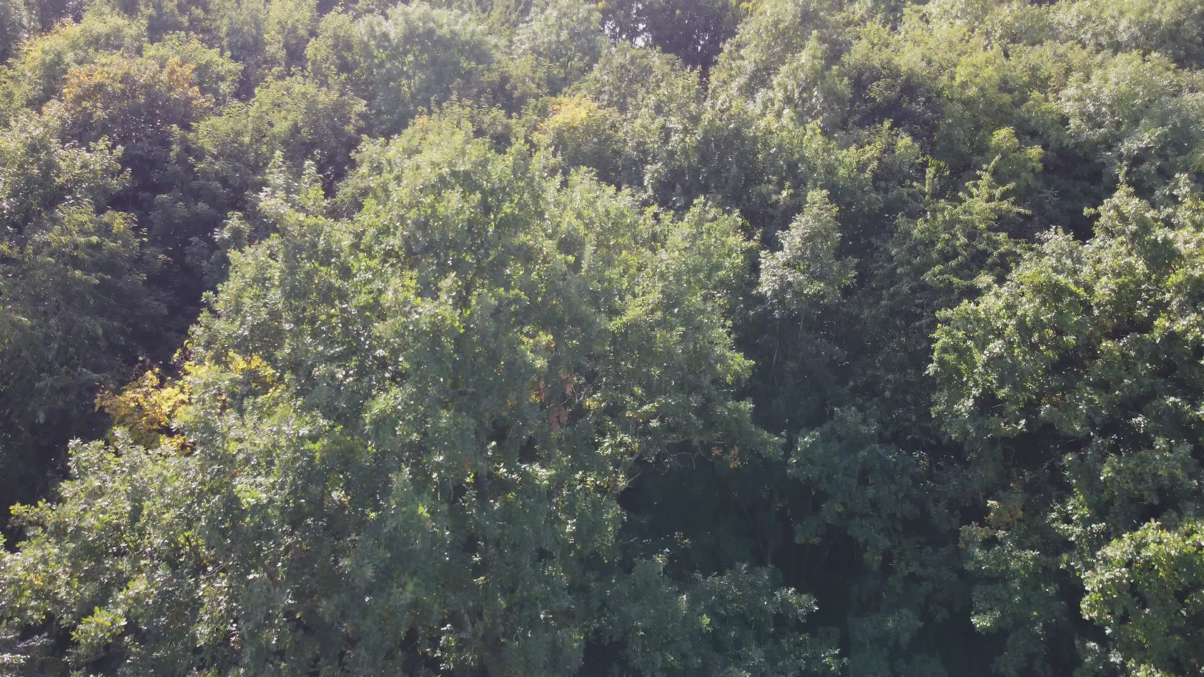 Aerial View of Lush Green Forest and Farmland Free Stock Video Footage ...