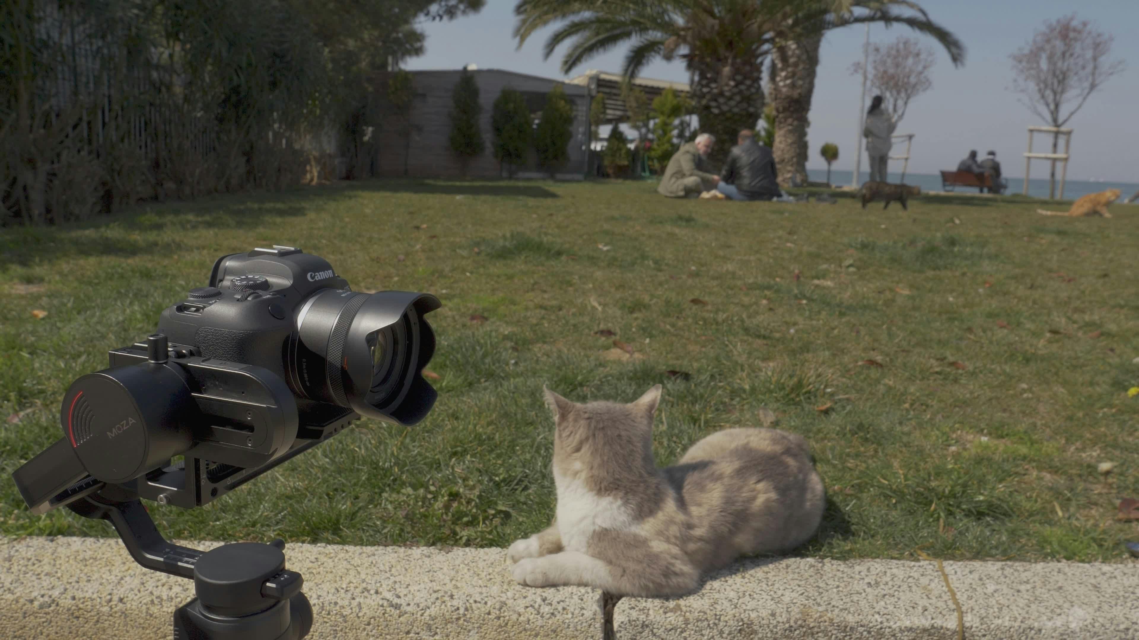 Video by Iman Gholamiyan