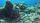 coral reefs