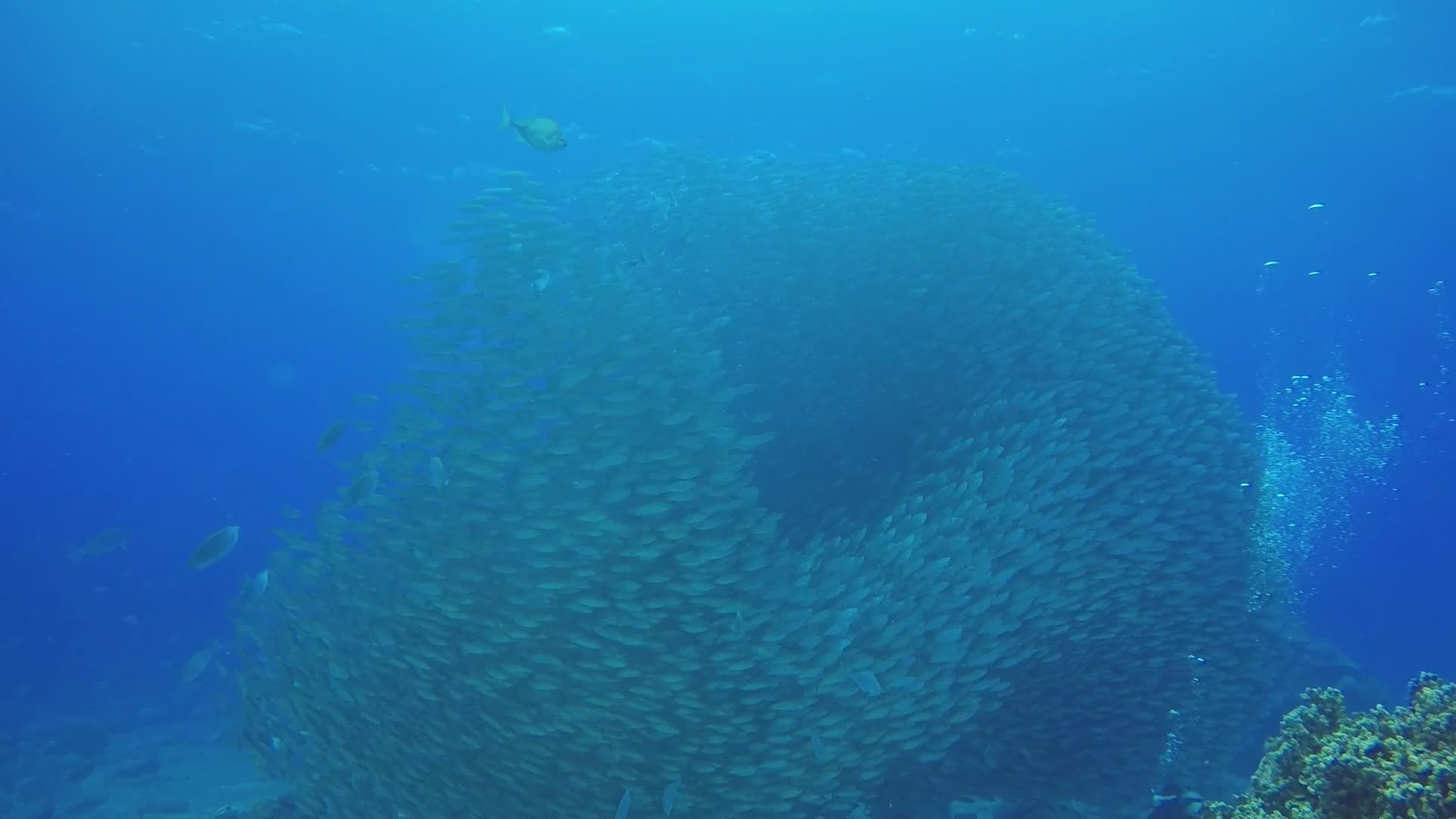 Mesmerizing Underwater Fish Swarm Dance Free Stock Video Footage ...