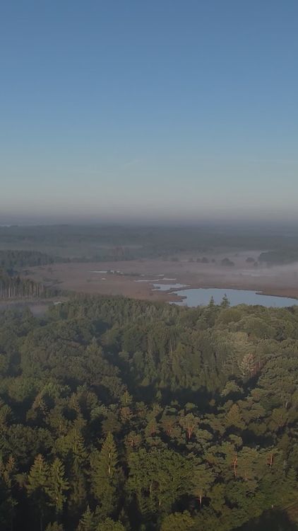 Serene Aerial View of Forest and Lake Landscape Free Stock Video ...