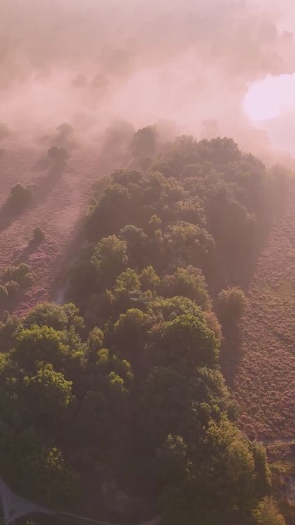 Aerial View of Lush Forest at Sunrise Free Stock Video Footage, Royalty ...