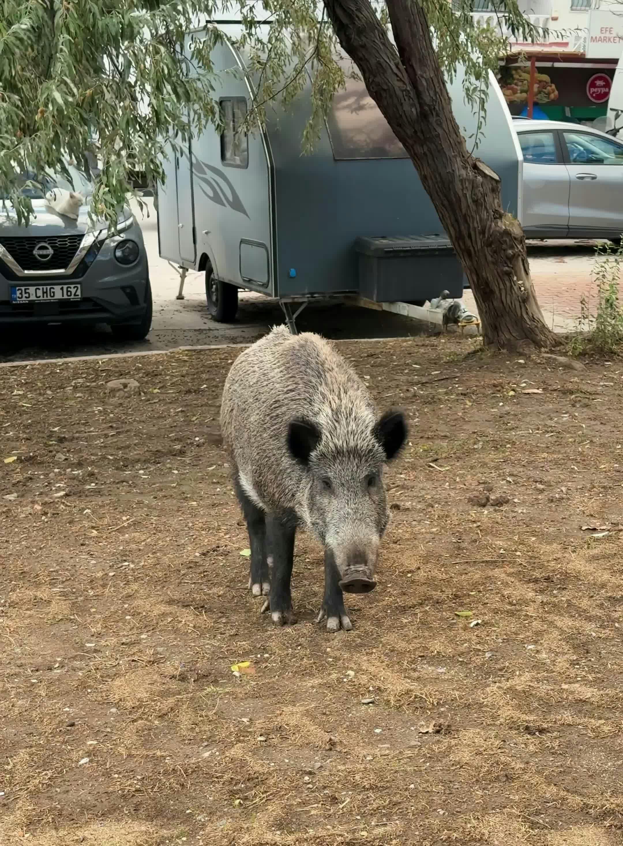 Video by Doğan Alpaslan  Demir