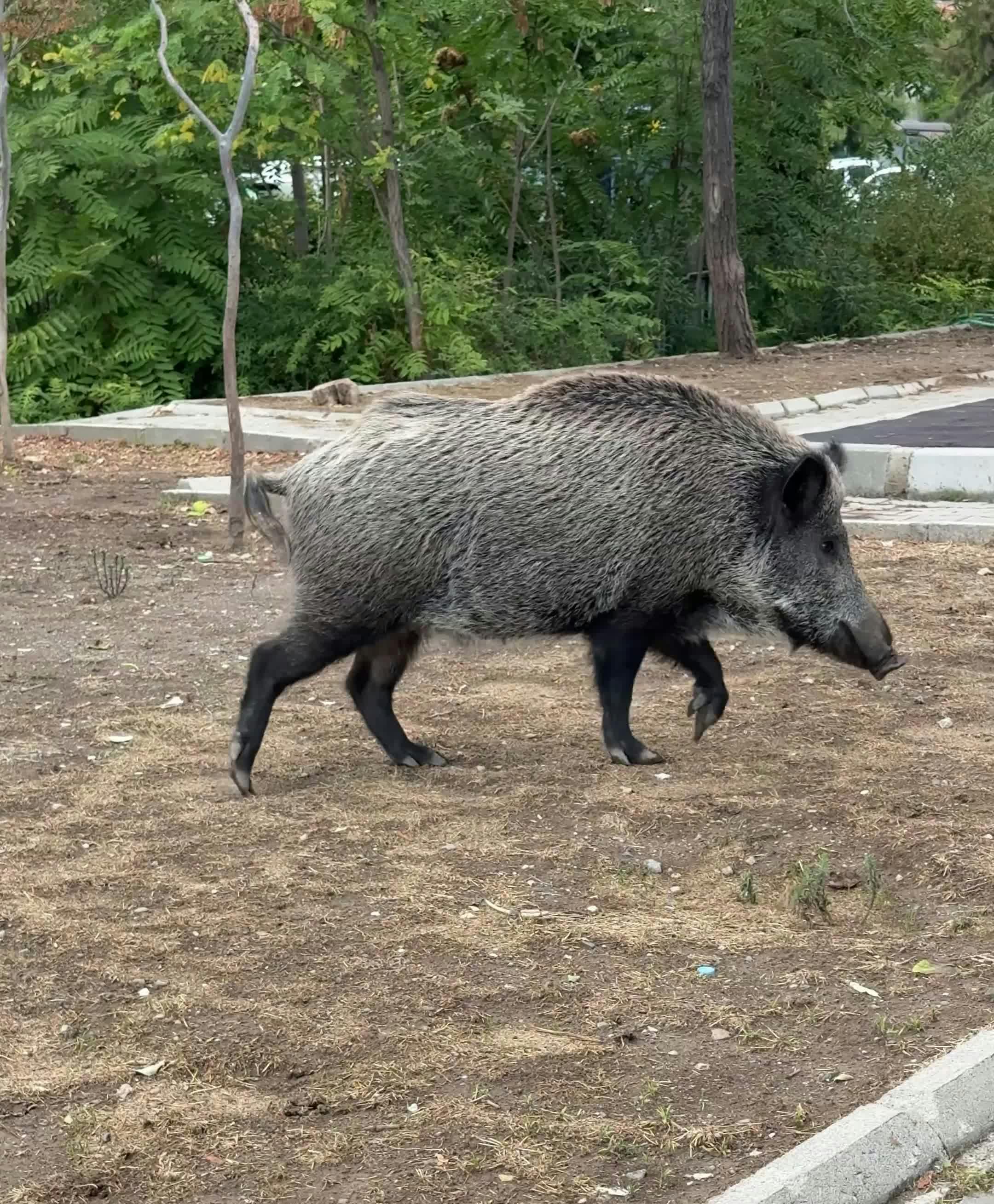 Video by Doğan Alpaslan  Demir