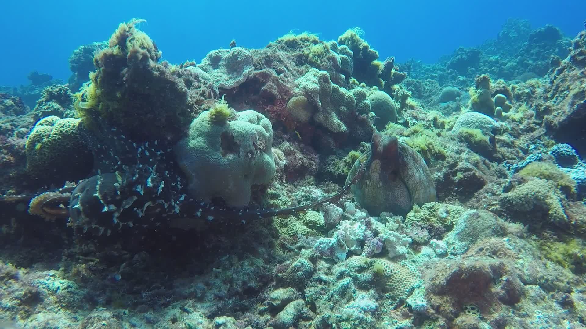 Octopus Camouflaged Among Coral Reefs Free Stock Video Footage, Royalty ...