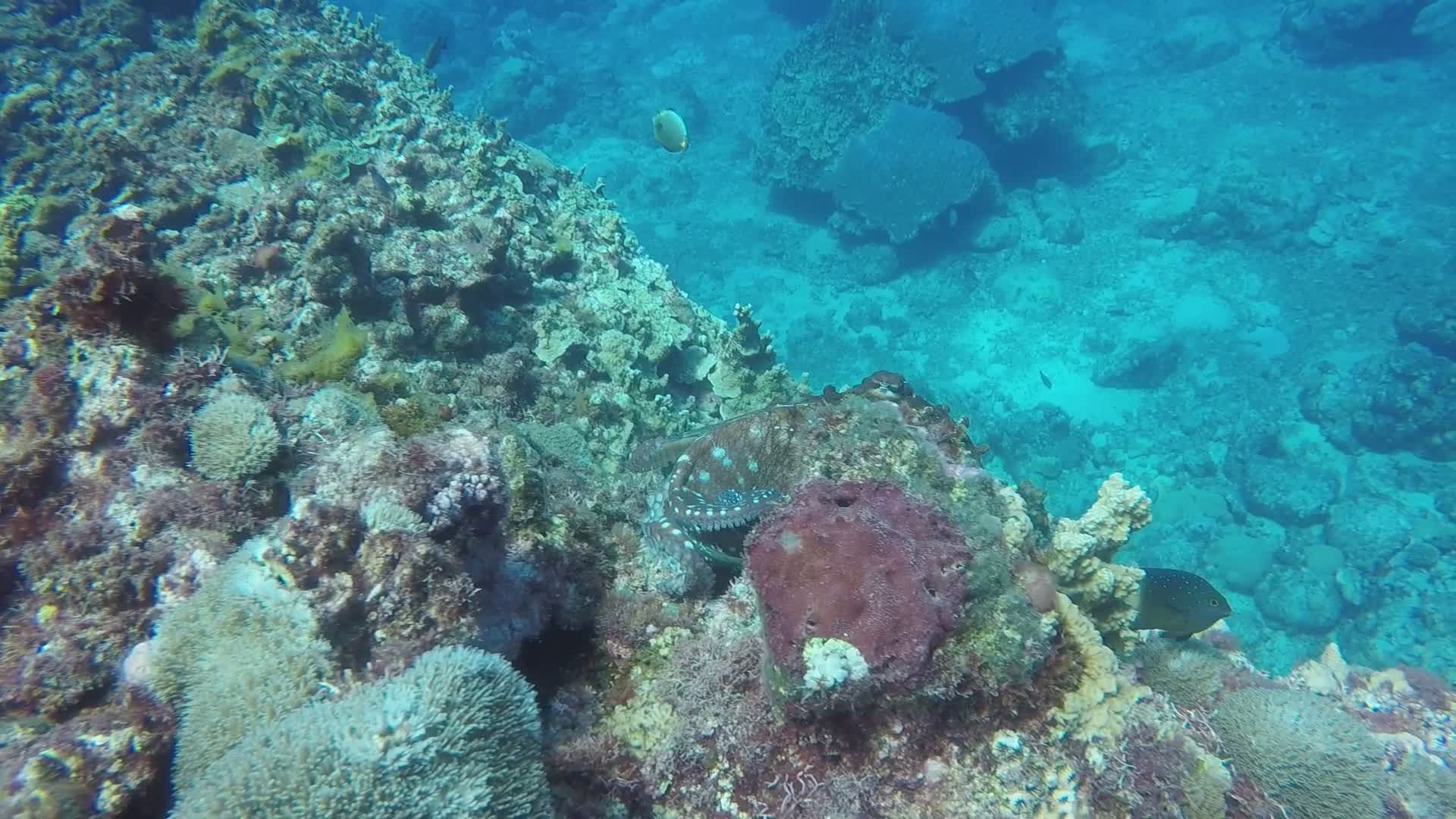 Vibrant Coral Reef with Hidden Marine Life Free Stock Video Footage ...