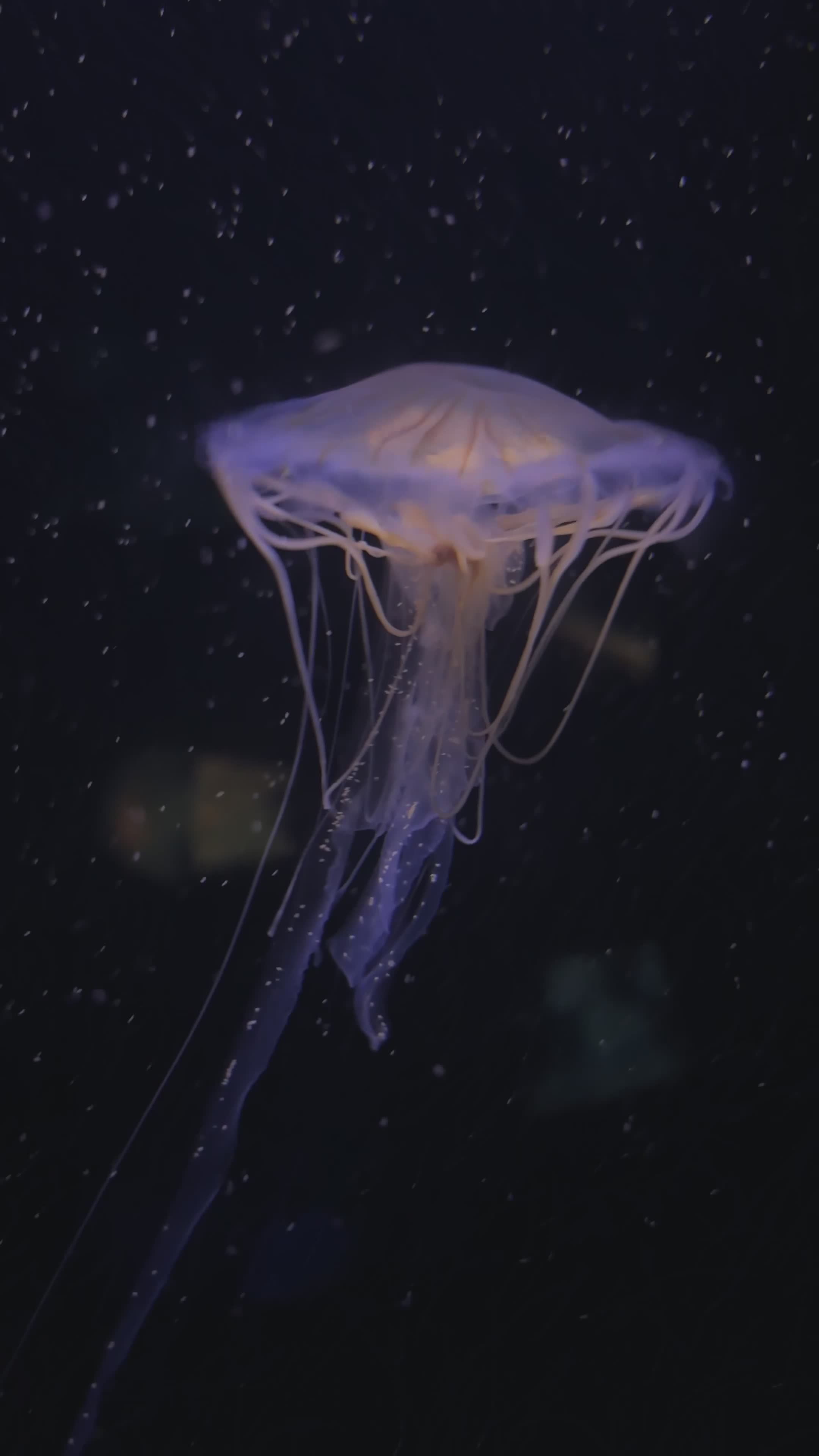 Mesmerizing Jellyfish Floating in Aquarium Free Stock Video Footage ...