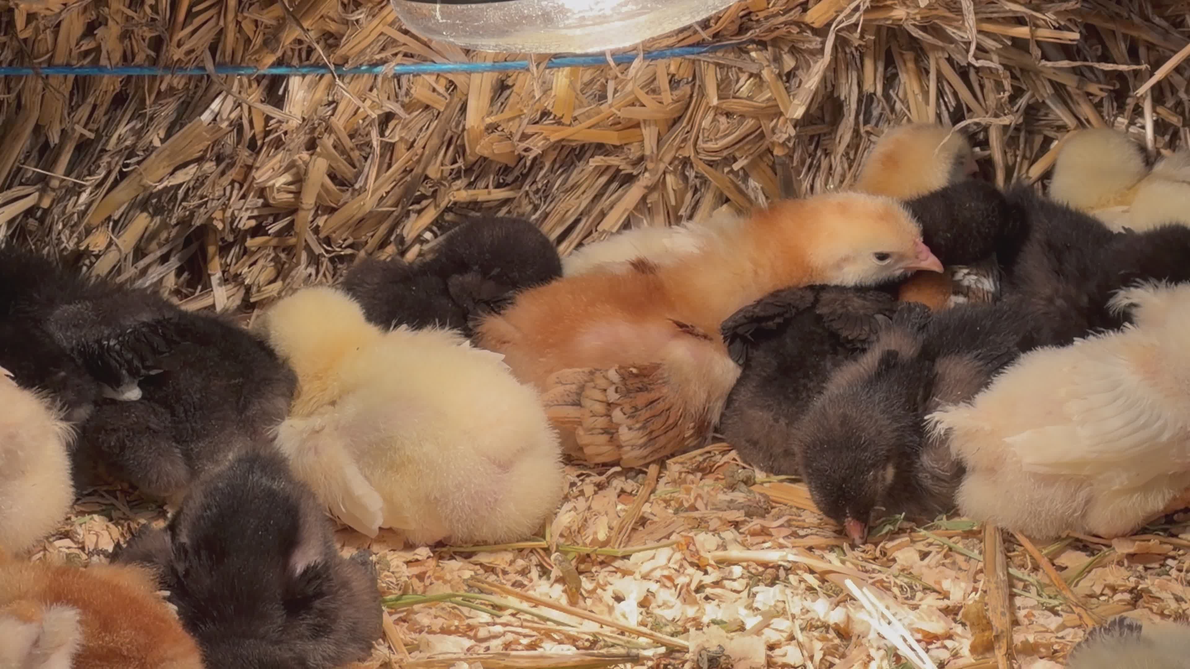 Cute Baby Chicks Under Heat Lamp in Coop Free Stock Video Footage ...