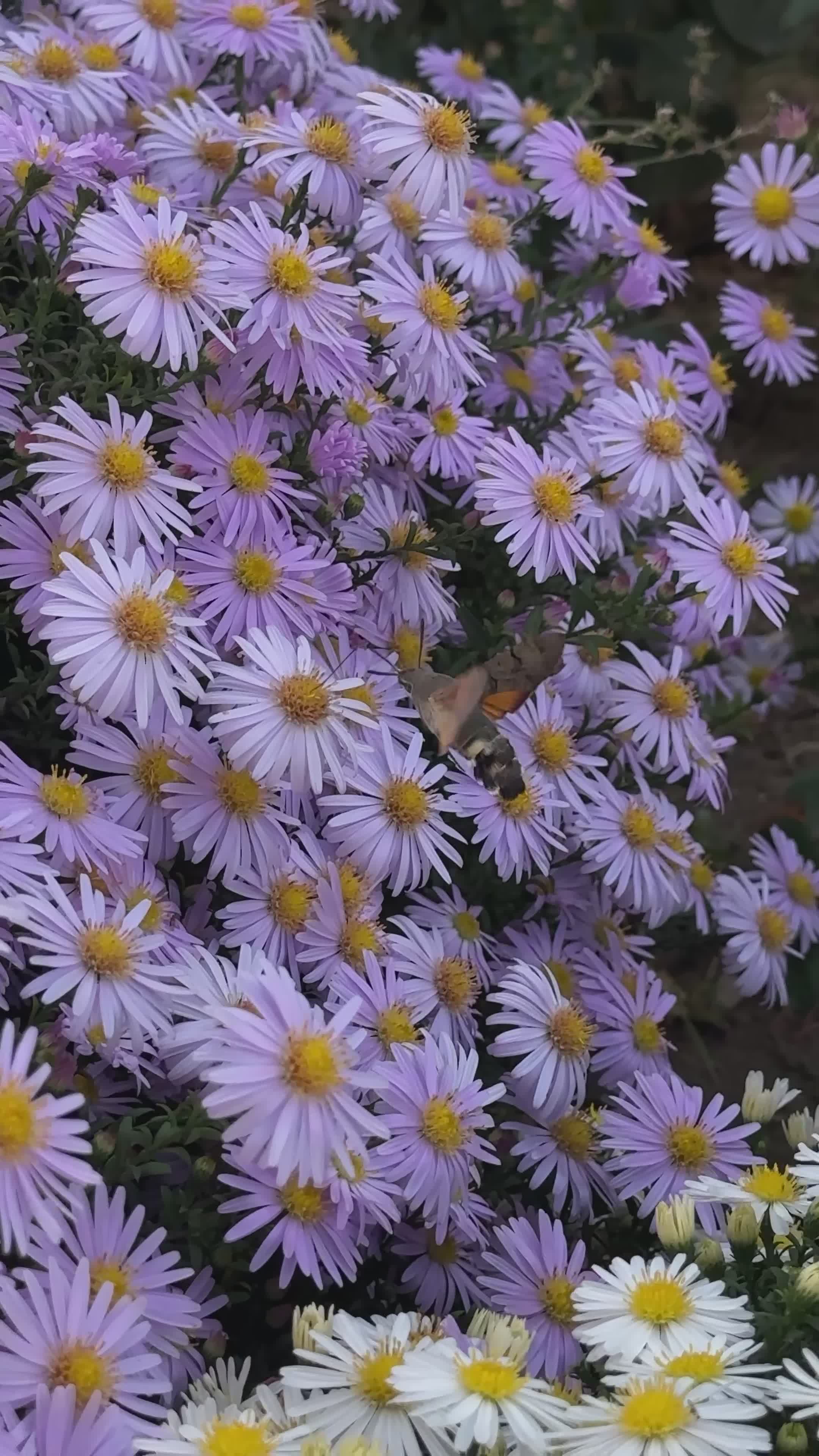 Landscaping Plants Videos, Download The BEST Free 4k Stock Video ...