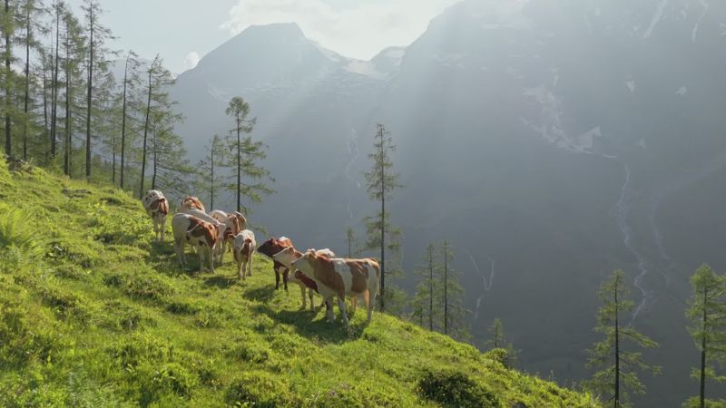 Cows grazing in alpine mountain pasture