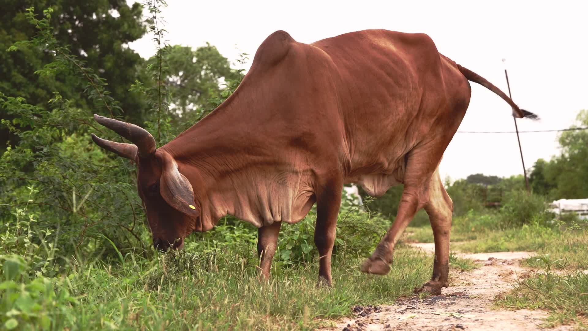 Brown Cow Grazing in Lush Green Pasture Free Stock Video Footage ...