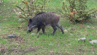 wild boar grazing in forest clearing