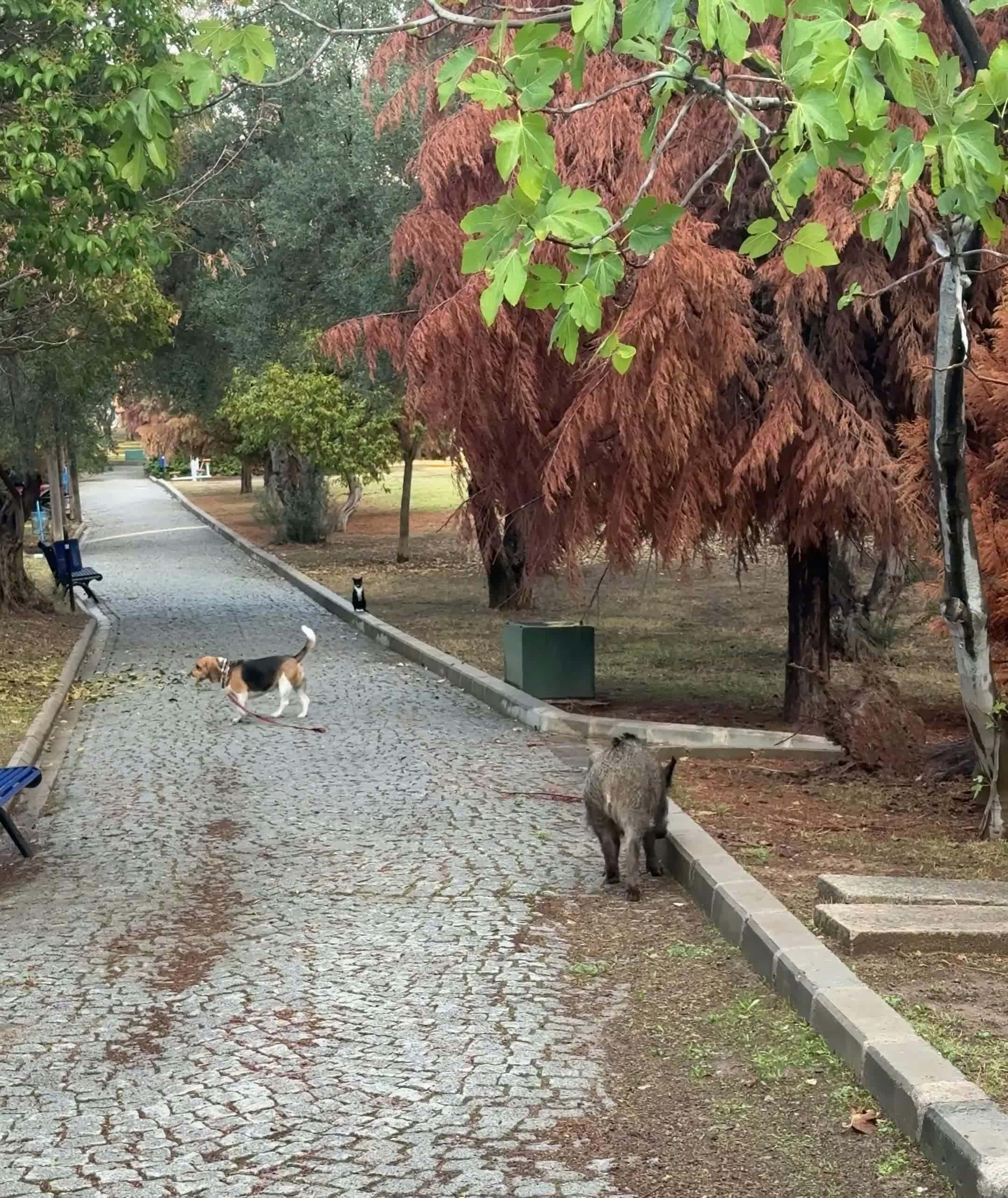 Video by Doğan Alpaslan  Demir