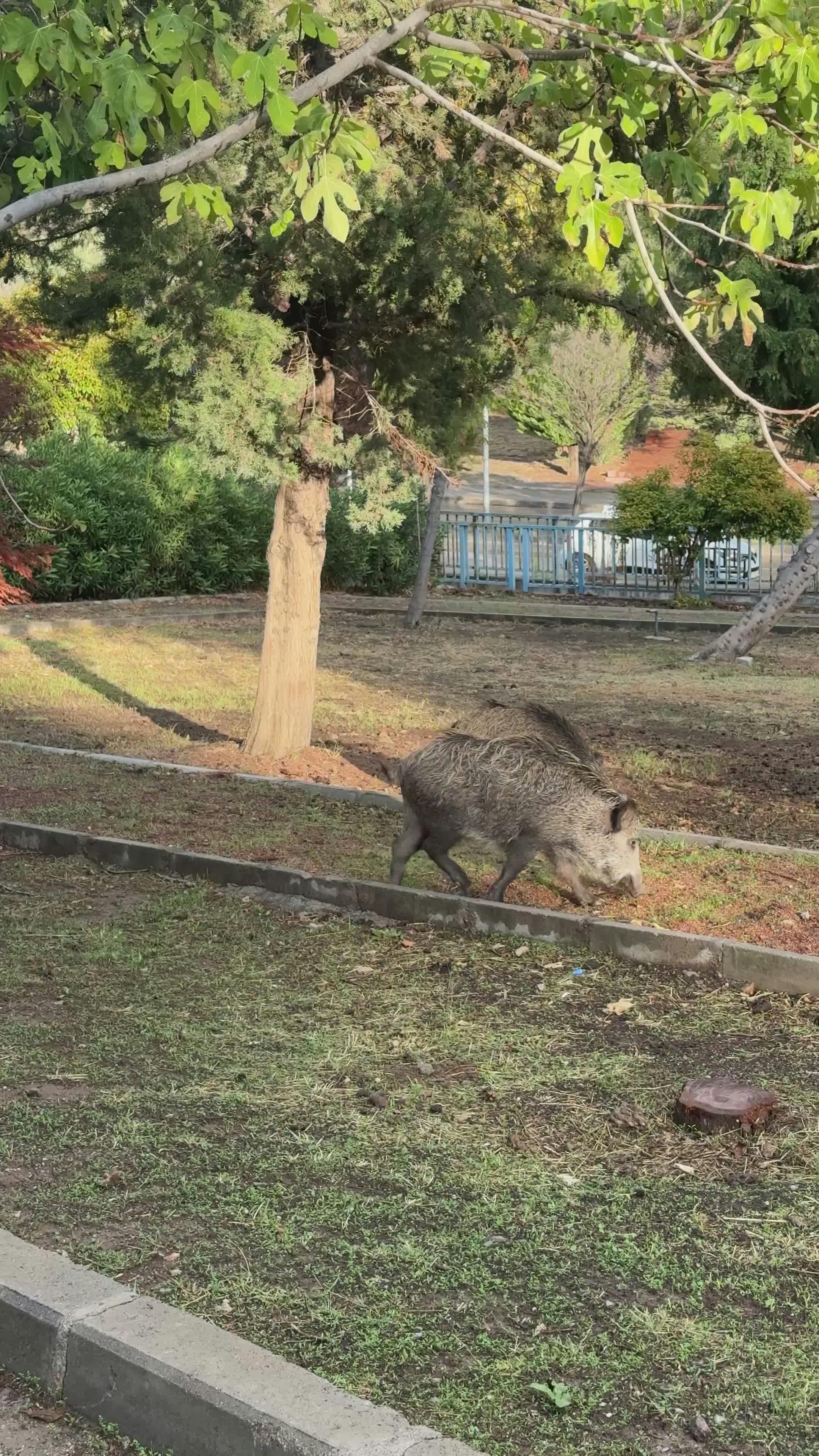 Video by Doğan Alpaslan  Demir