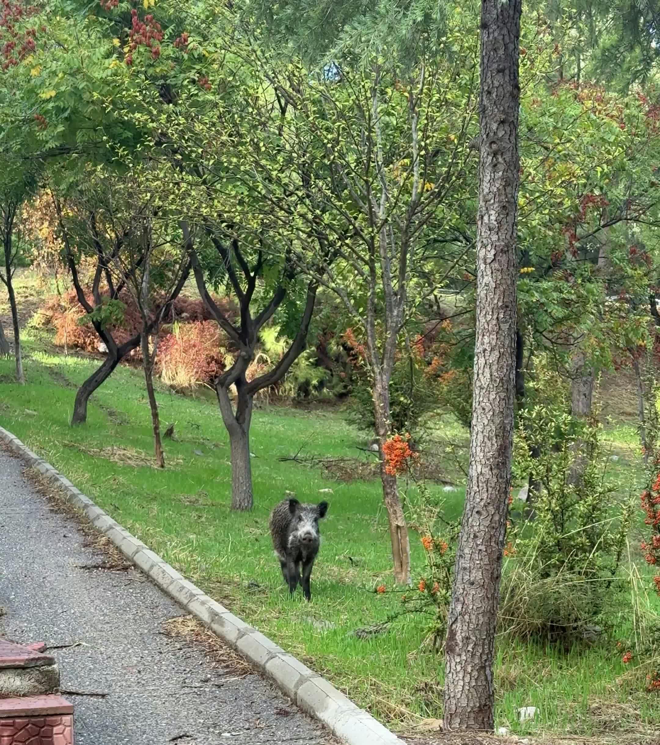 Video by Doğan Alpaslan  Demir