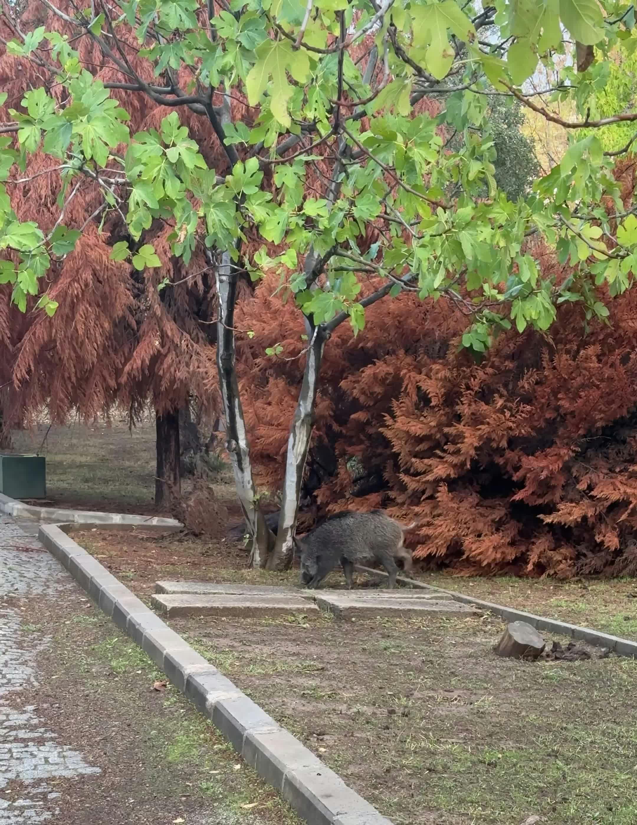 Video by Doğan Alpaslan  Demir
