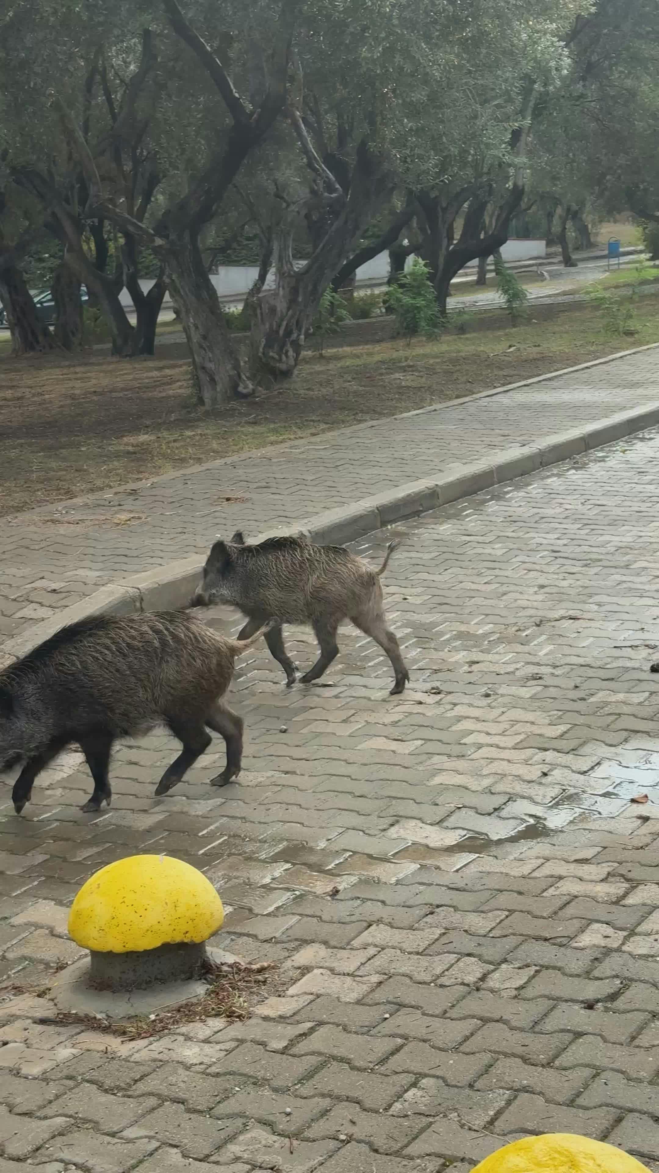 Video by Doğan Alpaslan  Demir