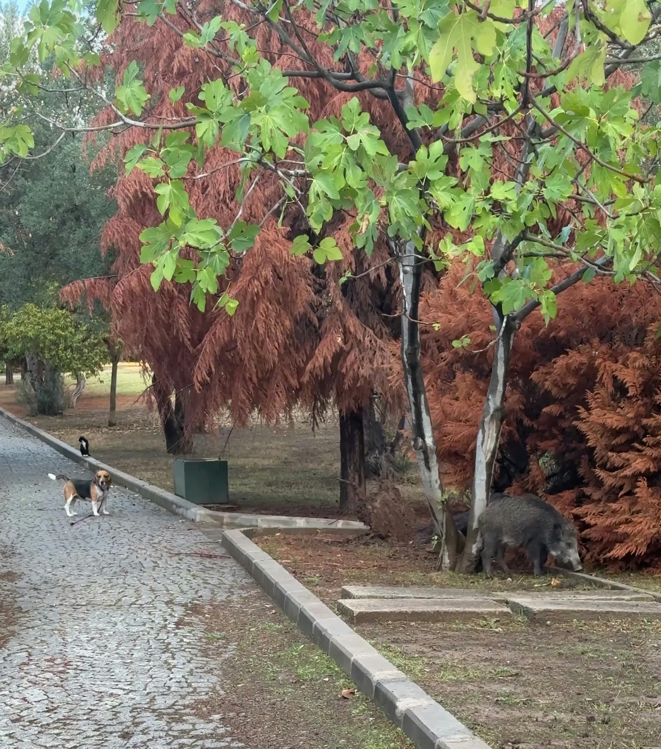Video by Doğan Alpaslan  Demir
