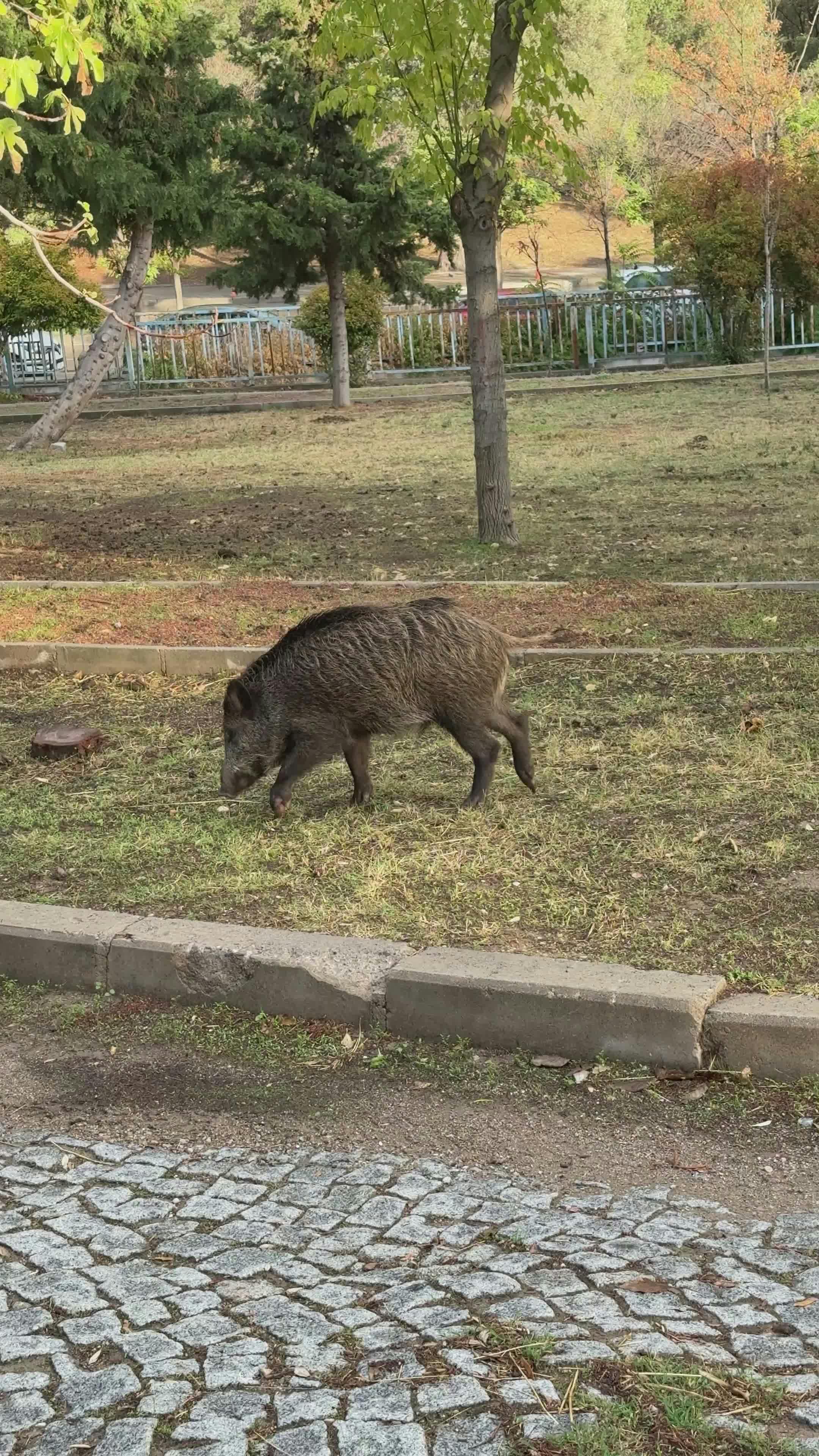 Video by Doğan Alpaslan  Demir