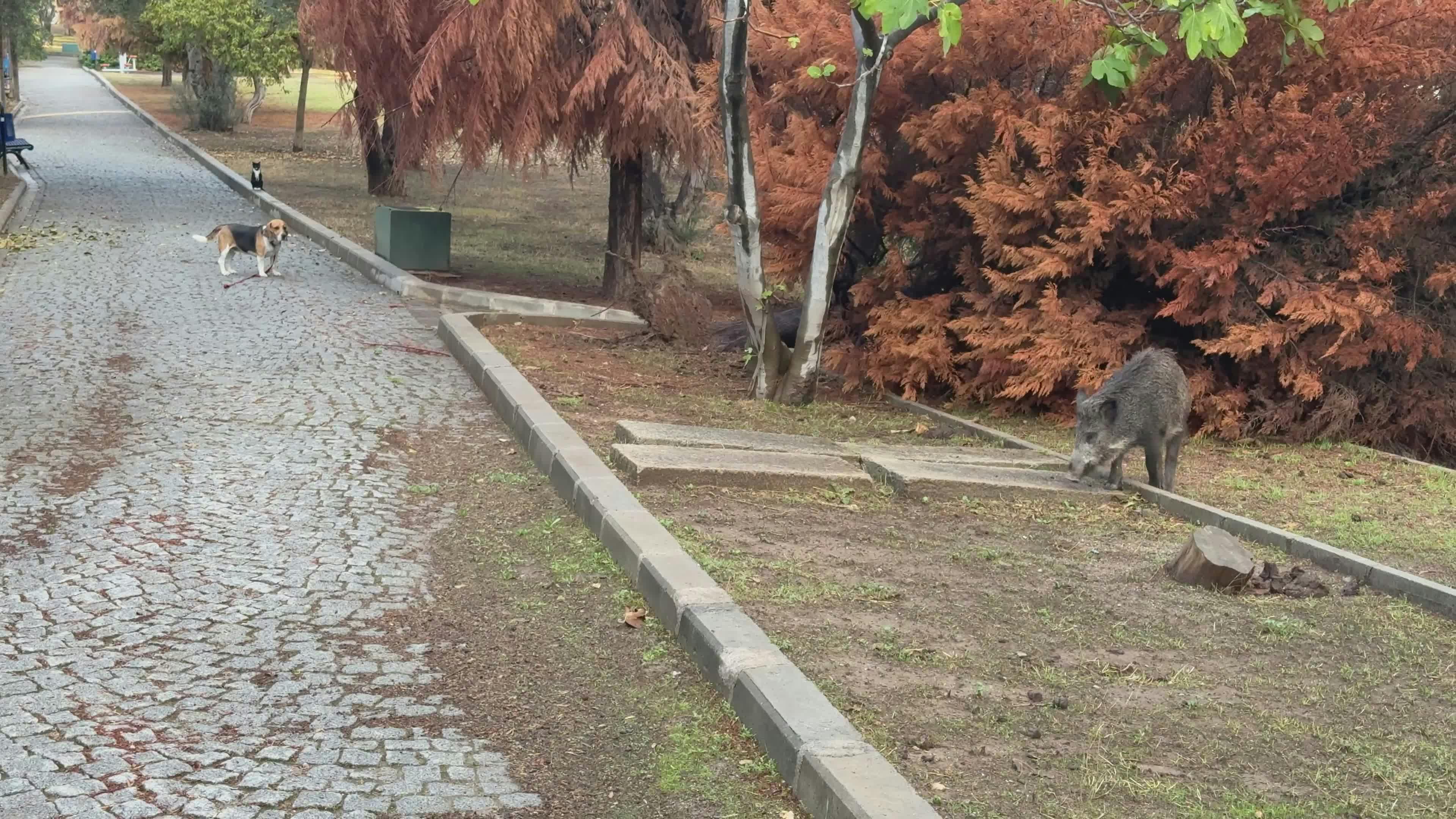 Video by Doğan Alpaslan  Demir