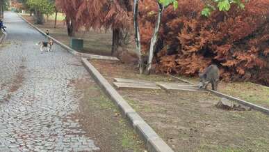 wild boar encounter in autumn park setting