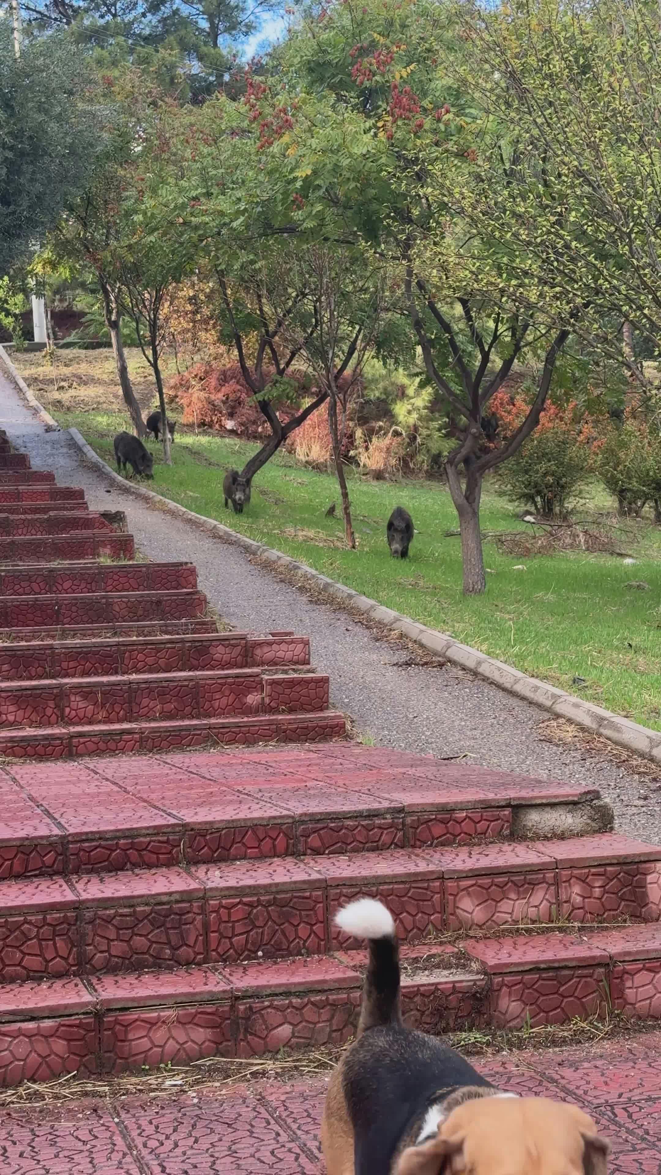 Video by Doğan Alpaslan  Demir
