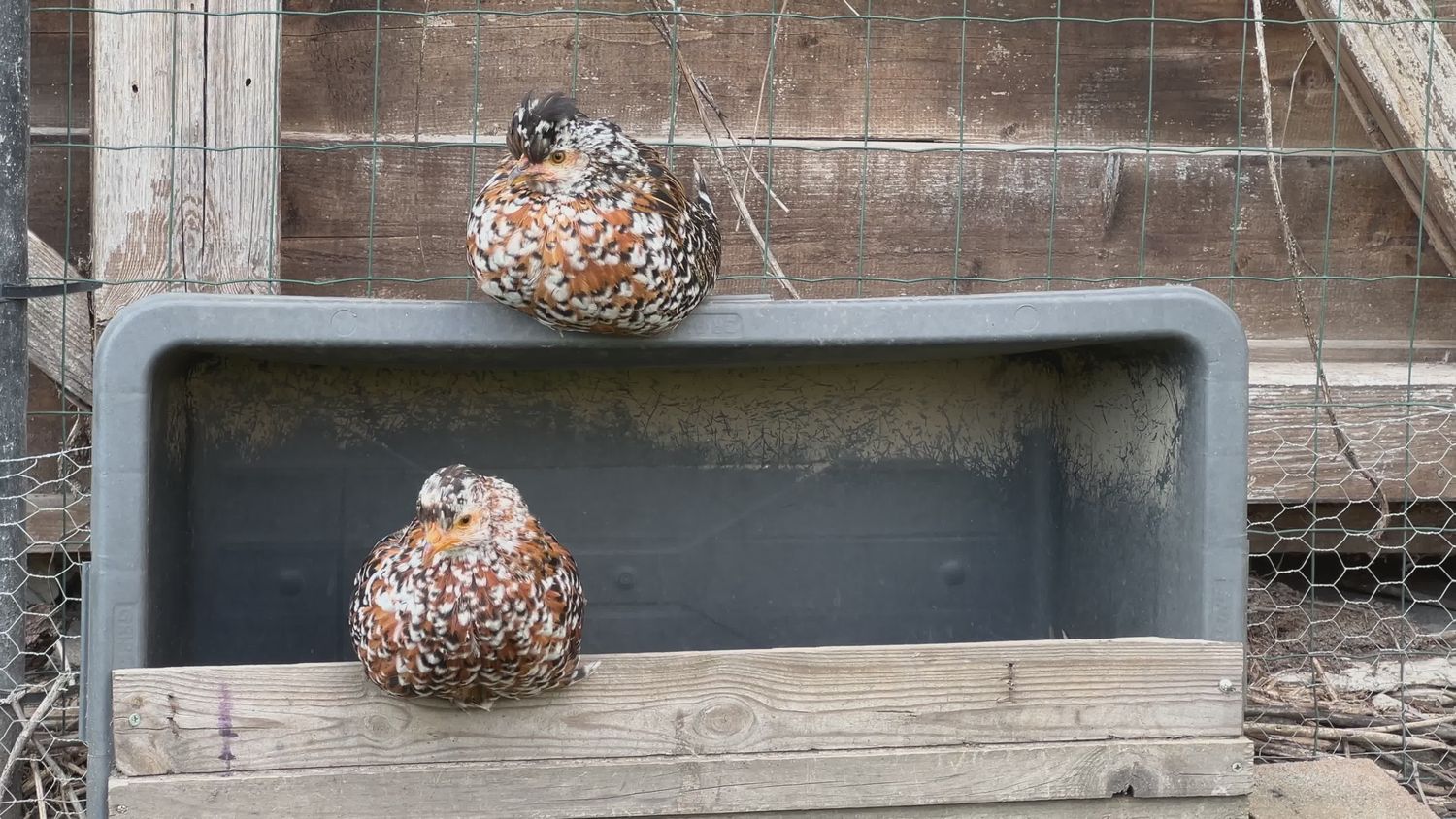 Quail Videos, Download The BEST Free 4k Stock Video Footage & Quail HD ...