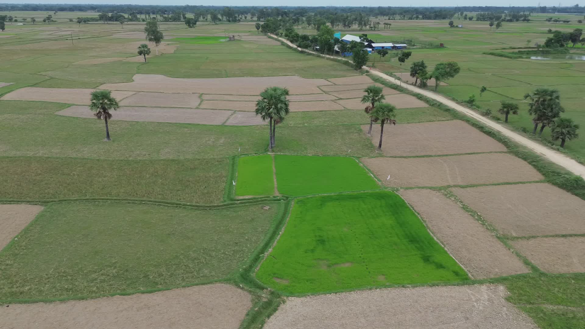 Aerial View of Lush Bangladesh Rice Fields Free Stock Video Footage ...