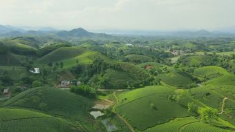 铁观音茶山 4K 航拍视频素材