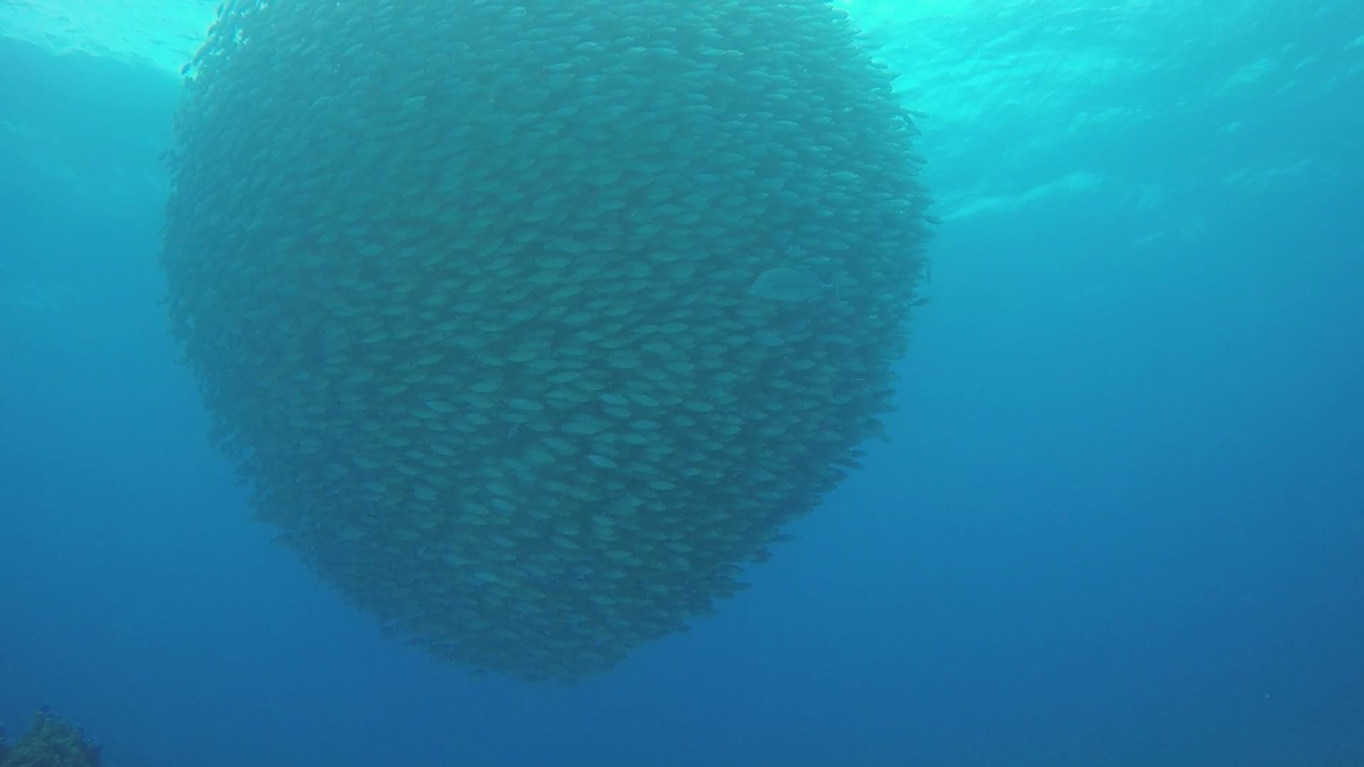 Mesmerizing Underwater Fish Swarm Scene Free Stock Video Footage ...