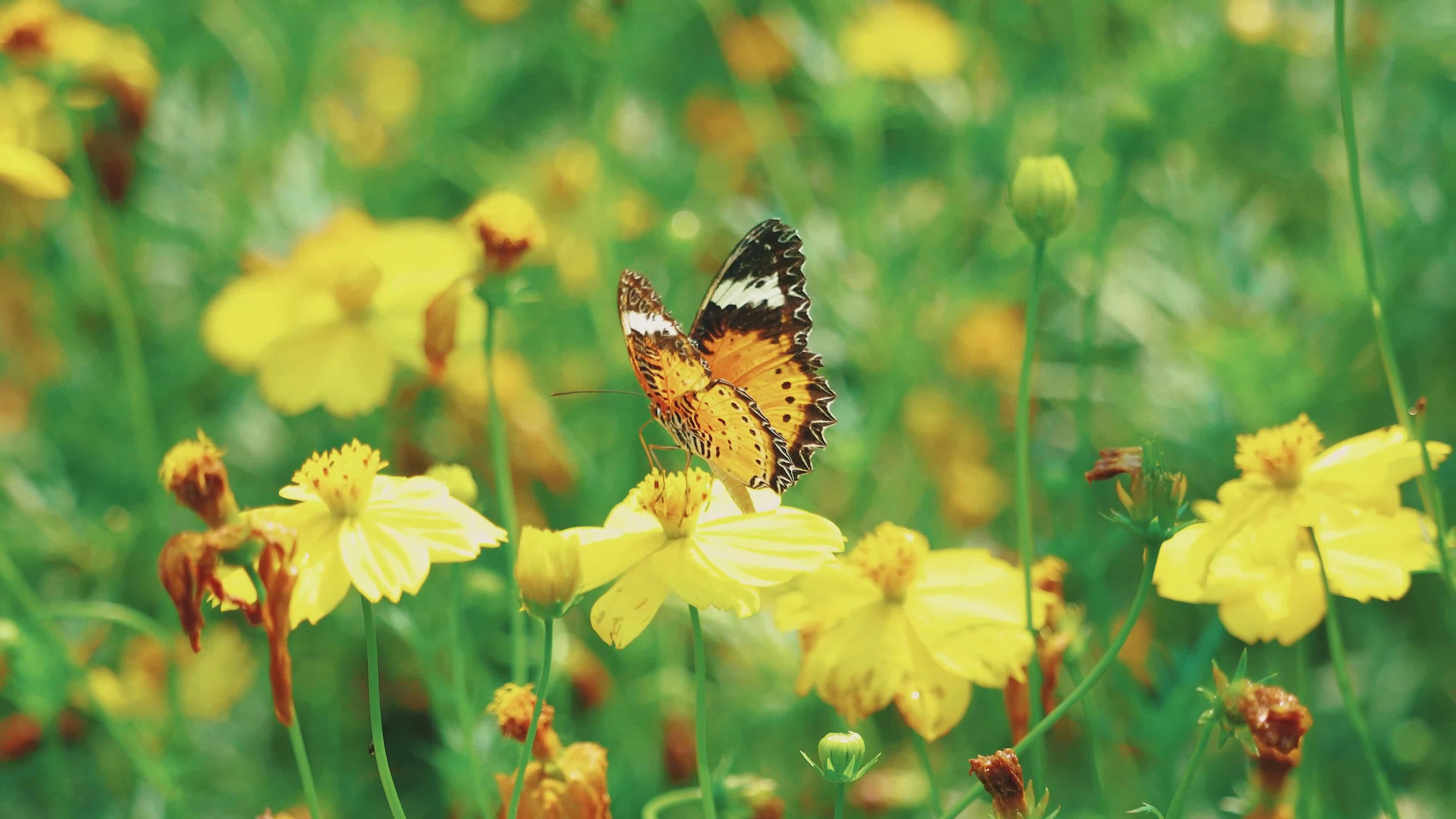 Video by Tường Chopper