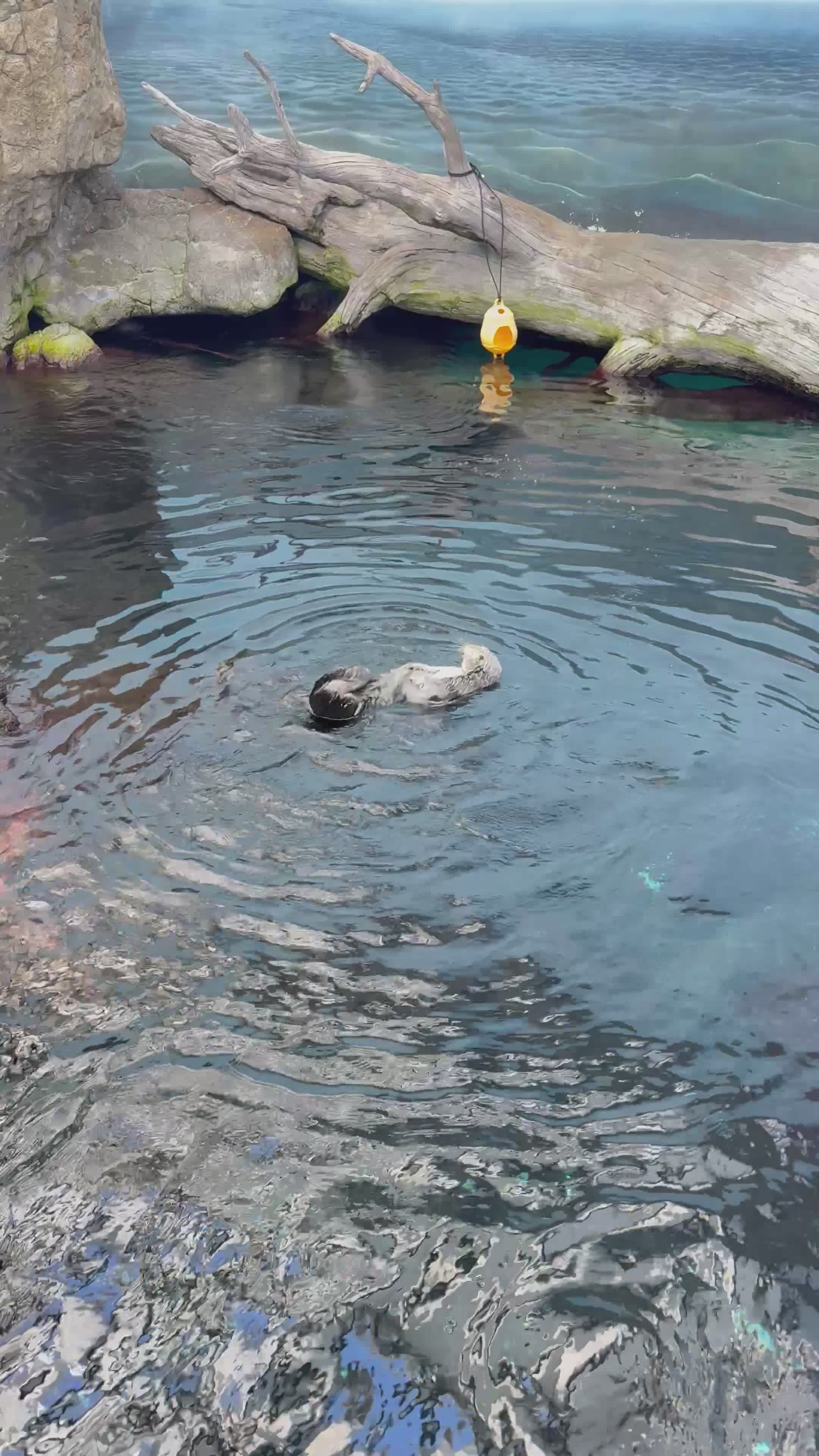 Playful Otter Swimming in Calm Aquarium Waters Free Stock Video Footage ...