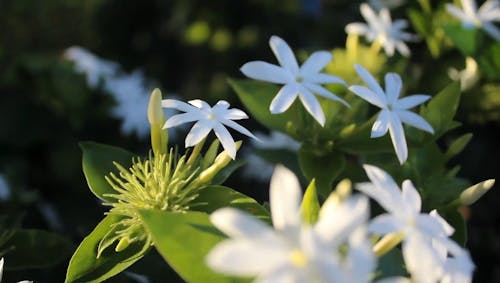 정원에서 자라는 꽃 베어링 식물