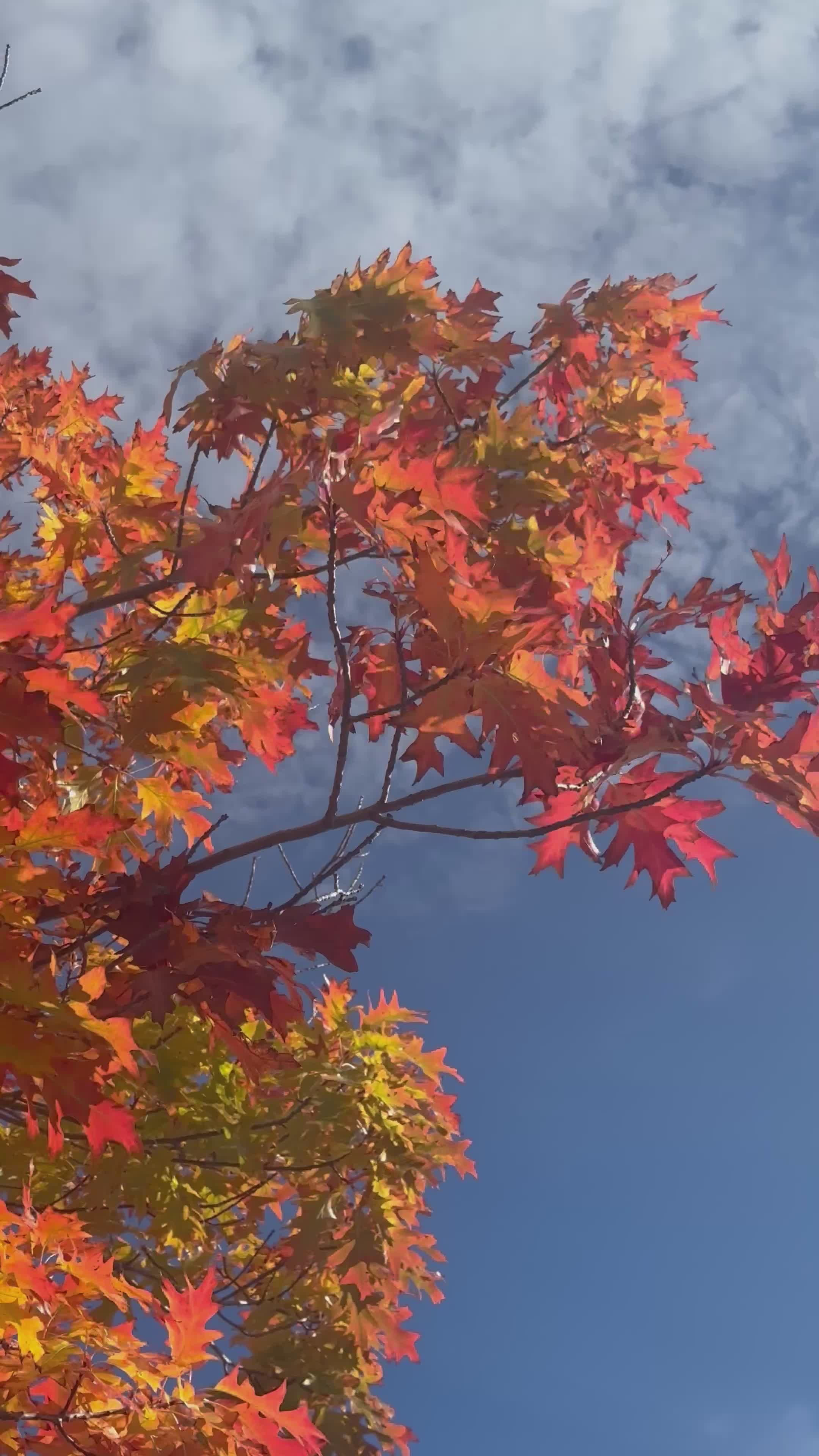 Vibrant Autumn Leaves Against Blue Sky Free Stock Video Footage ...