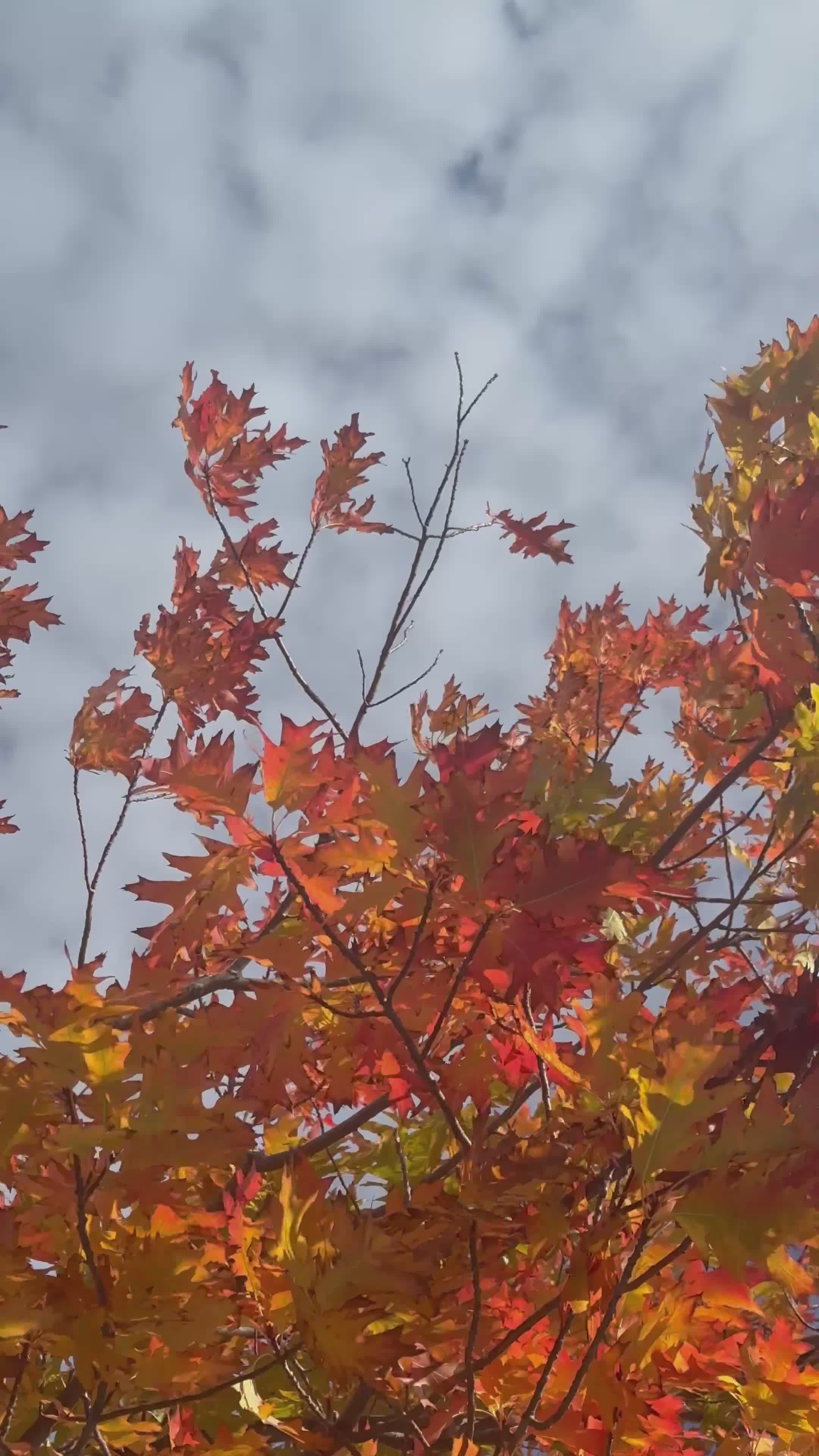Vibrant Autumn Leaves Against Cloudy Sky Free Stock Video Footage ...