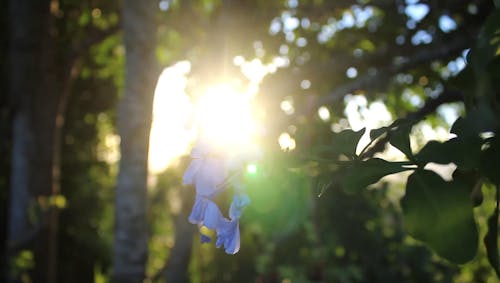 Sunlight Passing Through Leaves And Purple Flowers