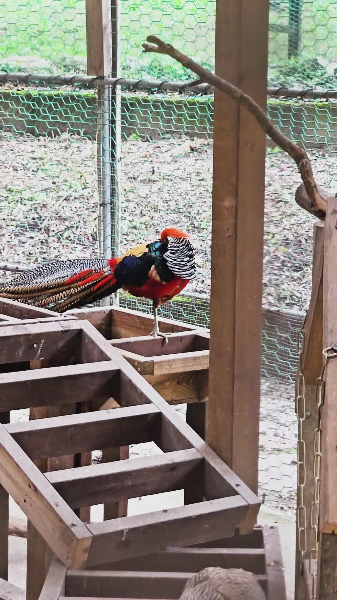 Colorful Bird Videos, Download The BEST Free 4k Stock Video Footage ...