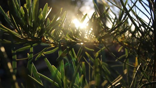 植物の葉の隙間を通過する日光
