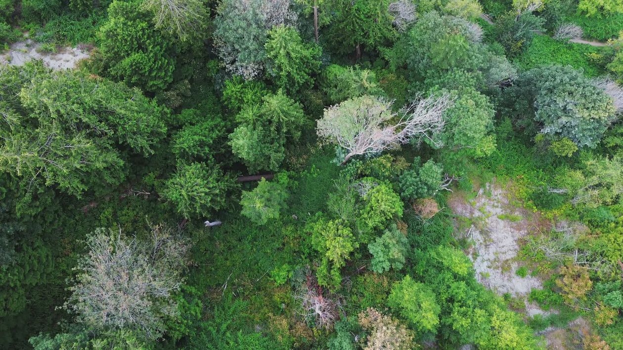 Lush Aerial View of Verdant Forest and River Free Stock Video Footage ...