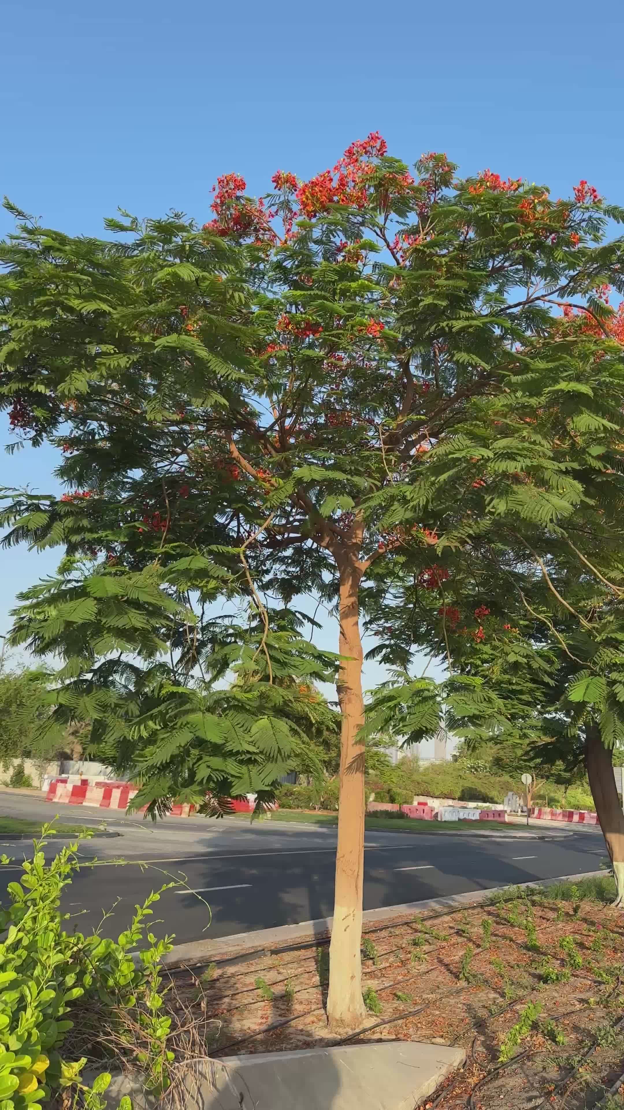 Vibrant Delonix Regia Tree in Urban Setting Free Stock Video Footage ...