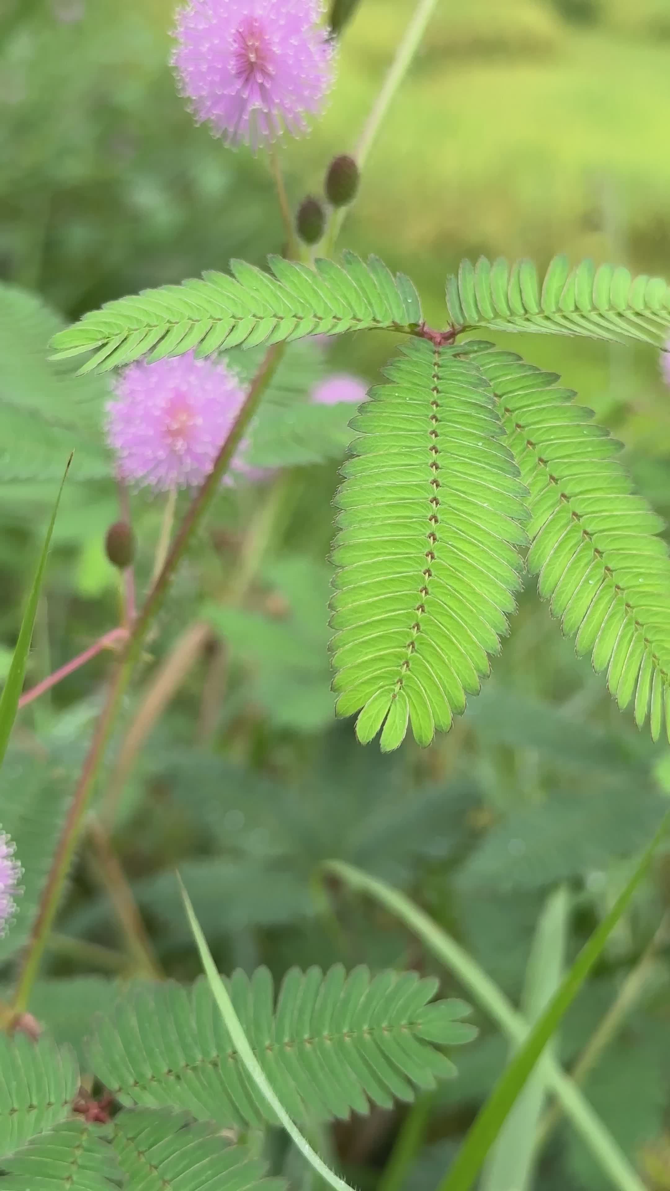 Plant Behavior Videos, Download The BEST Free 4k Stock Video Footage ...