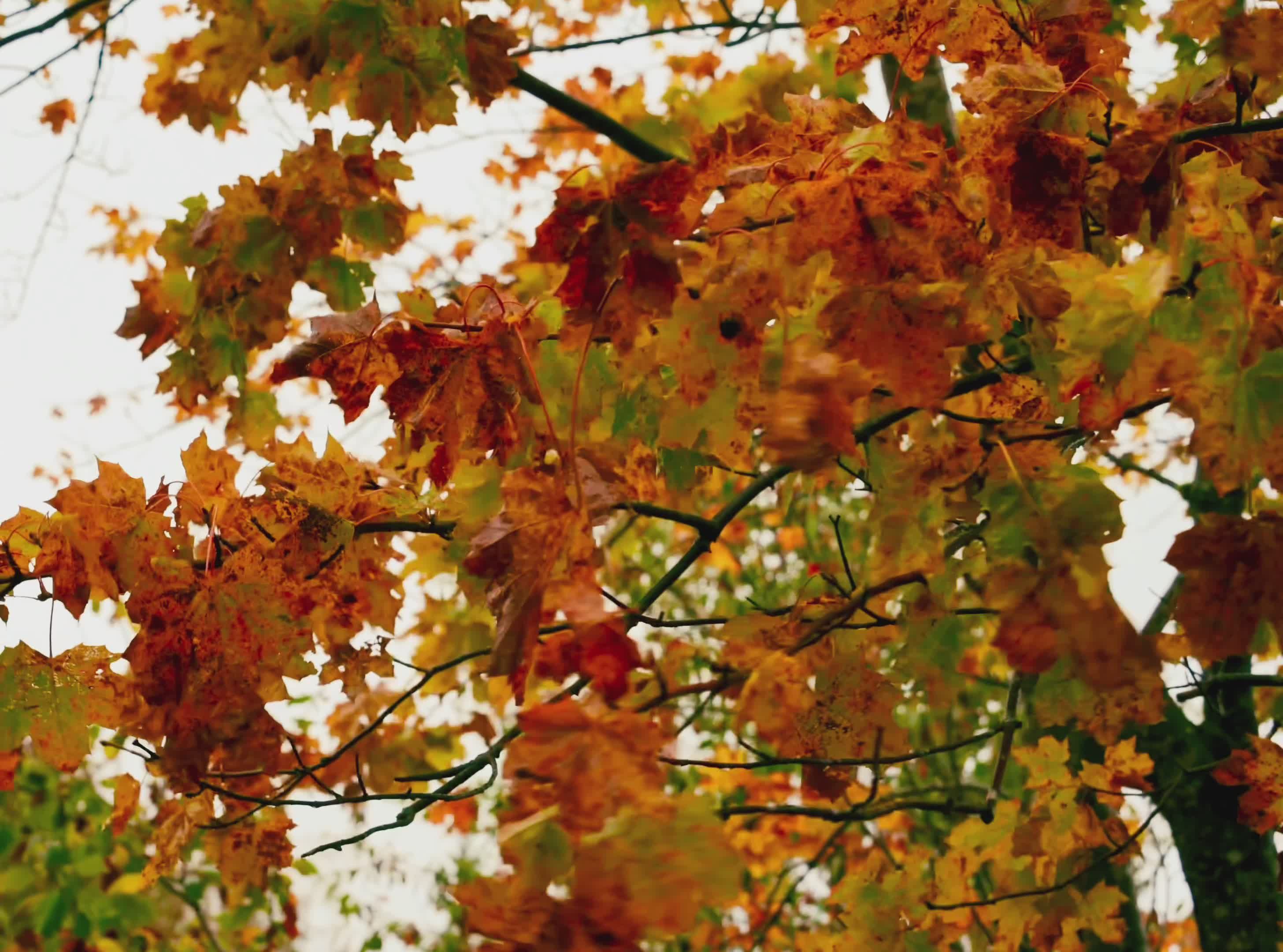 vibrant autumn leaves swaying in the breeze 34234636 — free pexels stock footage