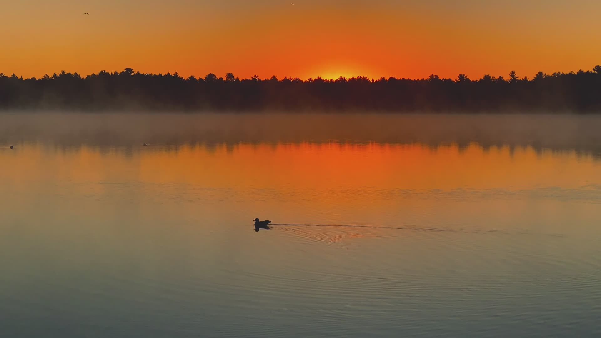 Serene Lake at Sunrise with Floating Duck Free Stock Video Footage ...